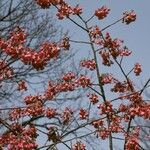 Prunus campanulata Flors