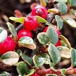 Cotoneaster horizontalis Gyümölcs