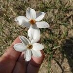 Narcissus × medioluteus Blomma