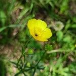 Ranunculus polyanthemos Flors