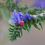 Echium vulgare Kwiat