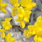 Genista cinerea Flower