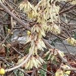 Chimonanthus praecox Цветок