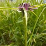 Tragopogon porrifolius Λουλούδι