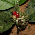 Psychotria globosa Fruto