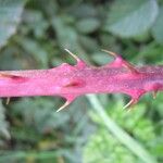 Rubus senticosus Schors