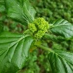 Hydrangea arborescens Floare