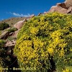 Cytisus balansae Habitus