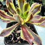 Aeonium decorum Yaprak