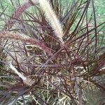 Pennisetum pedicellatum Leaf