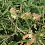 Mirabilis albida Habit