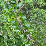 Cotoneaster nan-shan ഇല