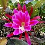 Epiphyllum hybrid花