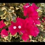 Bougainvillea glabra Fleur