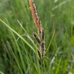 Carex nigra Blüte
