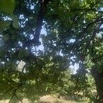Prunus armeniaca Otro