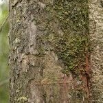 Duroia longiflora Bark