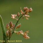 Coleanthus subtilis Fruit