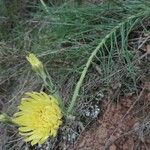 Scorzonera angustifolia പുഷ്പം