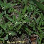 Lobularia libyca Hàbitat