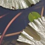 Nymphaea rubra Bark