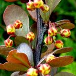 Berberis thunbergii फूल