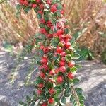 Cotoneaster horizontalis Frukt