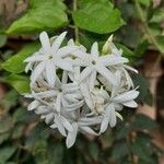 Jasminum multiflorum Flor