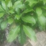Pouteria caimito Leaf