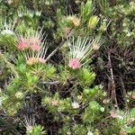 Darwinia fascicularis Leaf