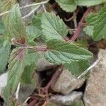 Scutellaria alpina Blatt