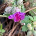 Geranium macrorrhizumFiore