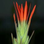 Castilleja minor Flower