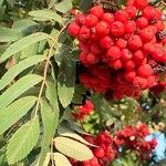 Sorbus americana Hostoa