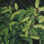 Eucryphia lucida Hoja