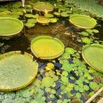 Victoria amazonica Habitat