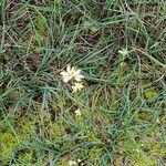 Rhynchospora alba Flower