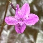 Pseuderanthemum alatum Flor