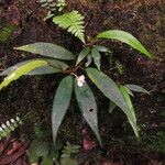 Begonia elaeagnifolia Folha