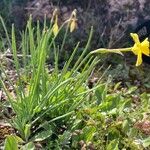 Narcissus rupicola Habit