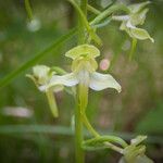 Platanthera chlorantha Virág