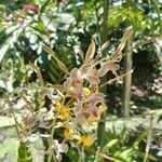 Dendrobium conanthum Квітка