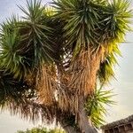 Yucca gigantea برگ