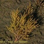 Salicornia stricta 形態