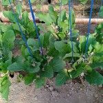 Solanum melongena Φύλλο