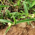 Commelina africana List