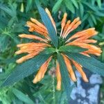 Leonotis leonurusCvet