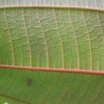 Miconia mirabilis Leaf
