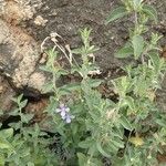 Barleria volkensii Habit