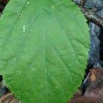 Aralia racemosa Lehti